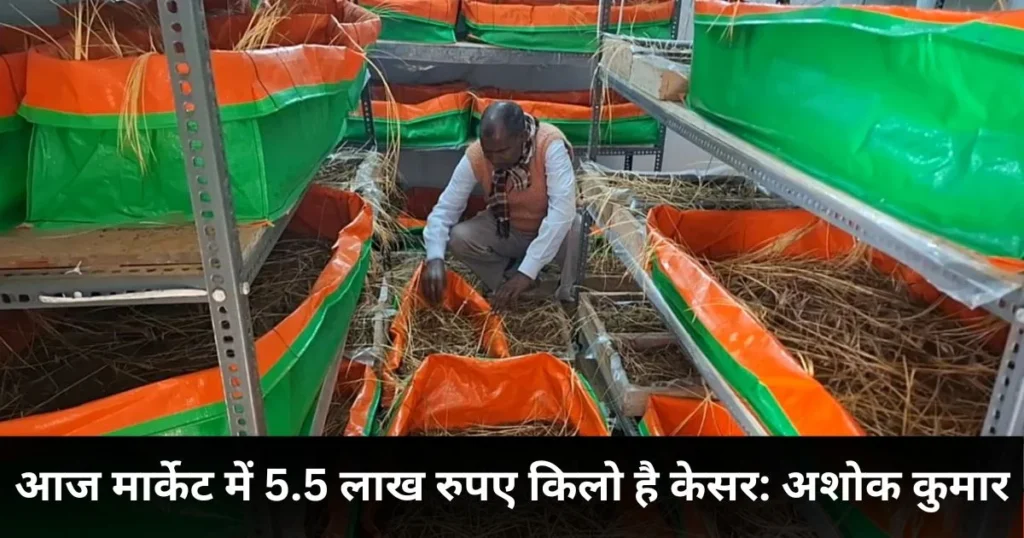 sonipat kesar king ashok kumar story